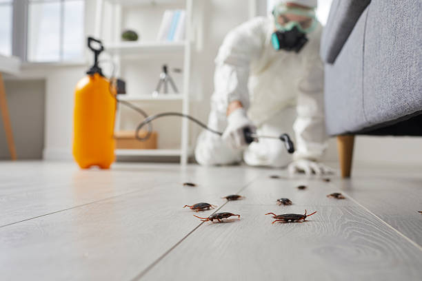Commercial Kitchen Cockroach Control in Gambier